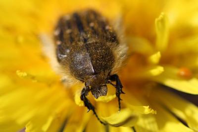 <i>Tropinota hirta</i>