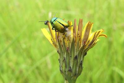 <i>Cryptocephalus</i>