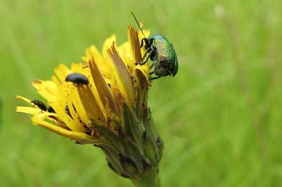<i>Cryptocephalus</i>