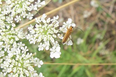<i>Oedemera podagrariae</i>