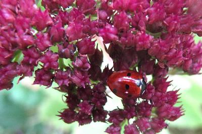 <i>Coccinella septempunctata</i>