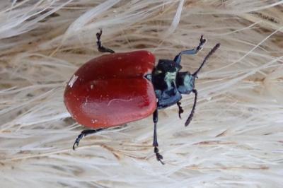 <i>Chrysomela populi</i>