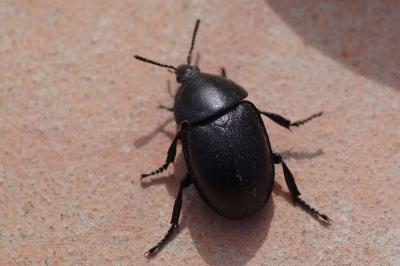 <i>Ablattaria laevigata</i>