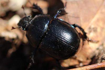 <i>Anoplotrupes stercorosus</i>
