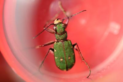 <i>Cicindela campestris</i>