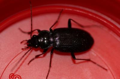 <i>Nebria salina</i>