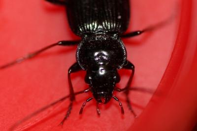 <i>Nebria salina</i>