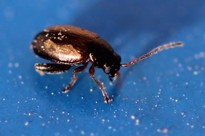 <i>Phyllotreta</i>