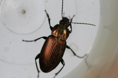 <i>Poecilus cupreus</i>