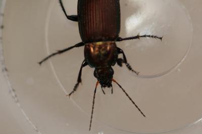 <i>Poecilus cupreus</i>