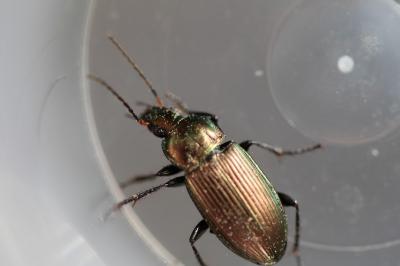 <i>Poecilus cupreus</i>