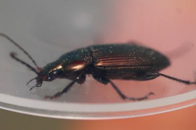 <i>Poecilus cupreus</i>