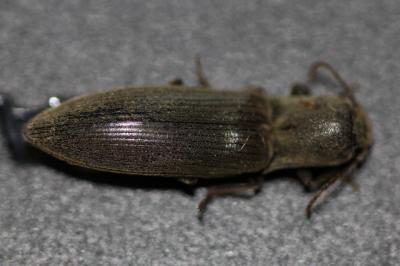 <i>Agriotes pilosellus</i>