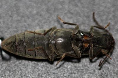 <i>Agriotes pilosellus</i>