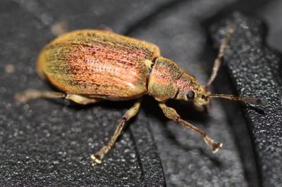 <i>Phyllobius pyri</i>