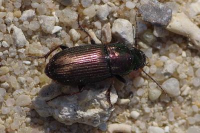 <i>Harpalus</i>