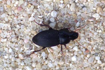 <i>Harpalus</i>