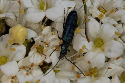 <i>Ischnomera</i>