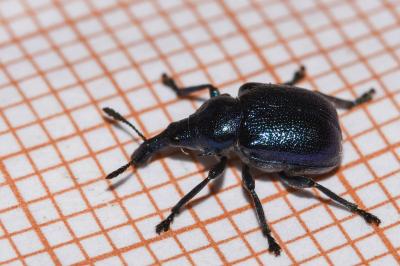 <i>Byctiscus populi</i>