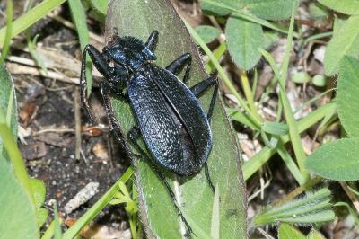 <i>Carabus intricatus</i>