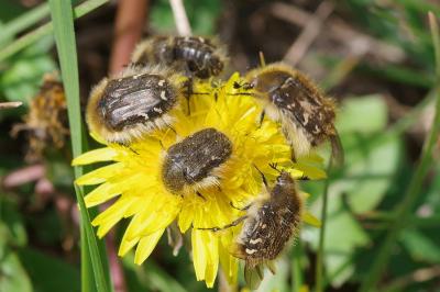 <i>Tropinota hirta</i>