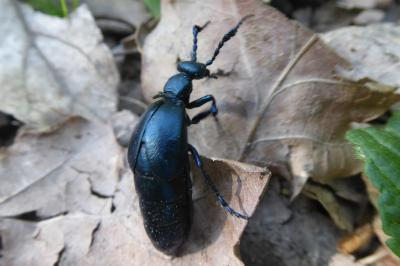 <i>Meloe violaceus</i>