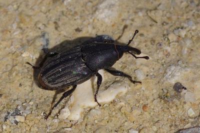 <i>Sphenophorus abbreviatus</i>