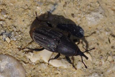<i>Sphenophorus abbreviatus</i>