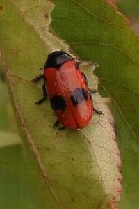 <i>Clytra laeviuscula</i>