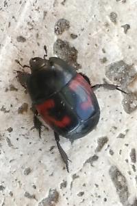 <i>Hister quadrimaculatus</i>