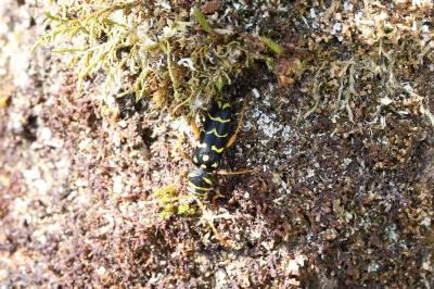 <i>Plagionotus arcuatus</i>