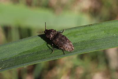 <i>Agrypnus murinus</i>