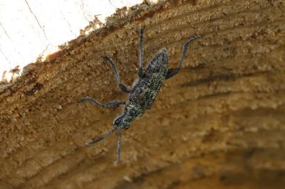 <i>Rhagium inquisitor</i>