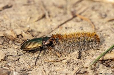 <i>Poecilus cupreus</i>