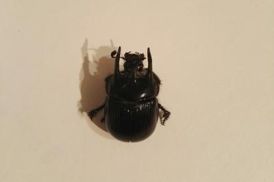 <i>Typhaeus typhoeus</i>