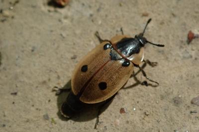 <i>Dendroxena quadrimaculata</i>