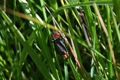 <i>Cantharis fusca</i>