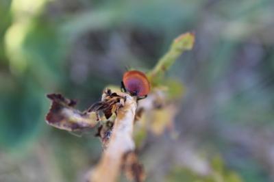 <i>Chrysomela populi</i>