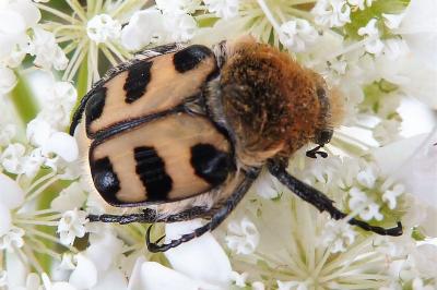 <i>Trichius gallicus</i>