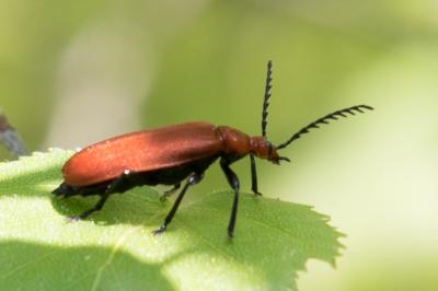 <i>Pyrochroa serraticornis</i>