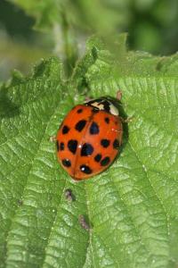 <i>Harmonia axyridis</i>