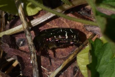 <i>Cetonia aurata</i>