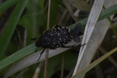 <i>Oxythyrea funesta</i>