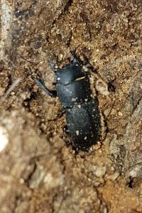 <i>Dorcus parallelipipedus</i>
