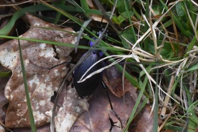 <i>Carabus problematicus</i>