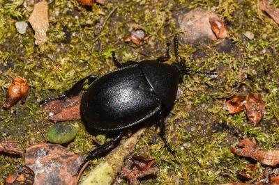 <i>Ablattaria laevigata</i>
