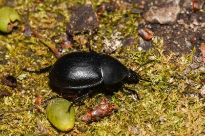 <i>Ablattaria laevigata</i>