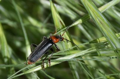<i>Cantharis fusca</i>