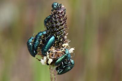 <i>Psilothrix viridicoerulea</i>