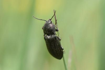 <i>Selatosomus latus</i>